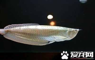 如何養好銀龍魚（養好銀龍魚需要注意以下幾個方面）