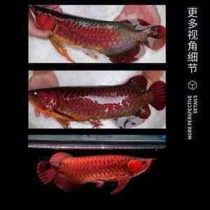 挑選紅龍魚的細節是什么：挑選紅龍魚的細節