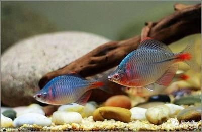 雷龍魚吃小魚嗎（如何判斷雷龍魚性格，雷龍魚食物種類介紹）