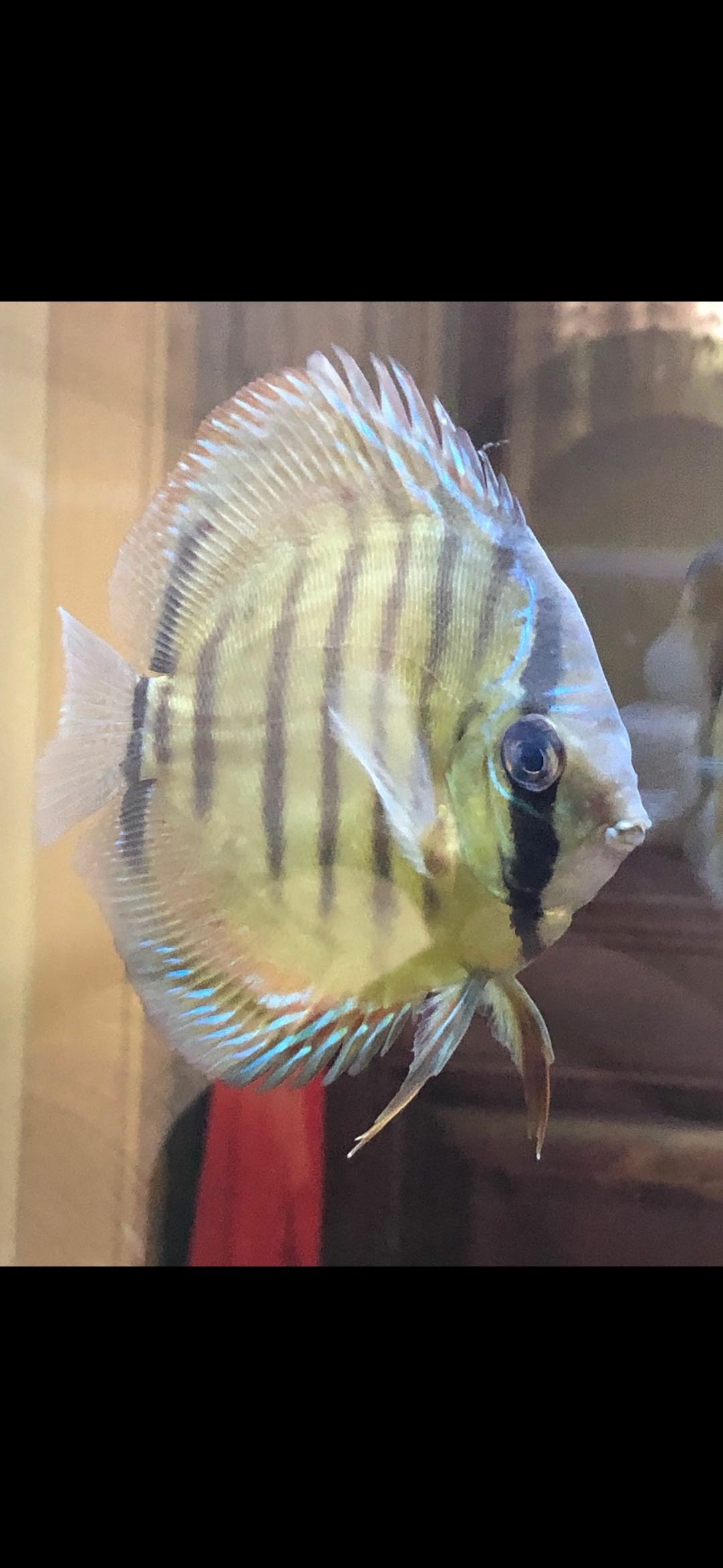 求助:大神們給看看是公母 求助:大神們給看看是公母 龍魚百科 第1張