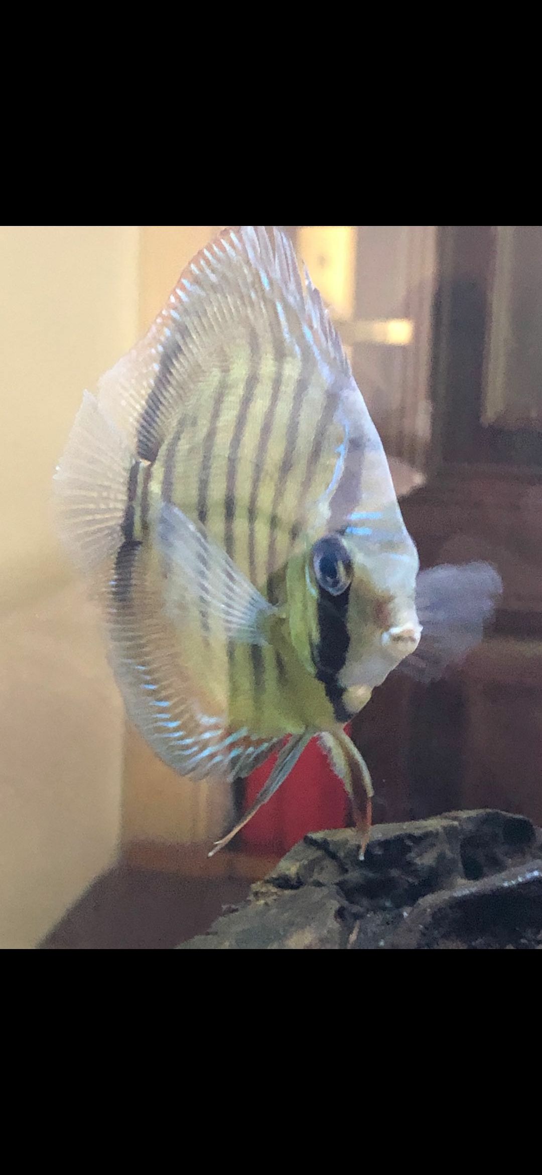 求助:大神們給看看是公母 求助:大神們給看看是公母 龍魚百科 第2張