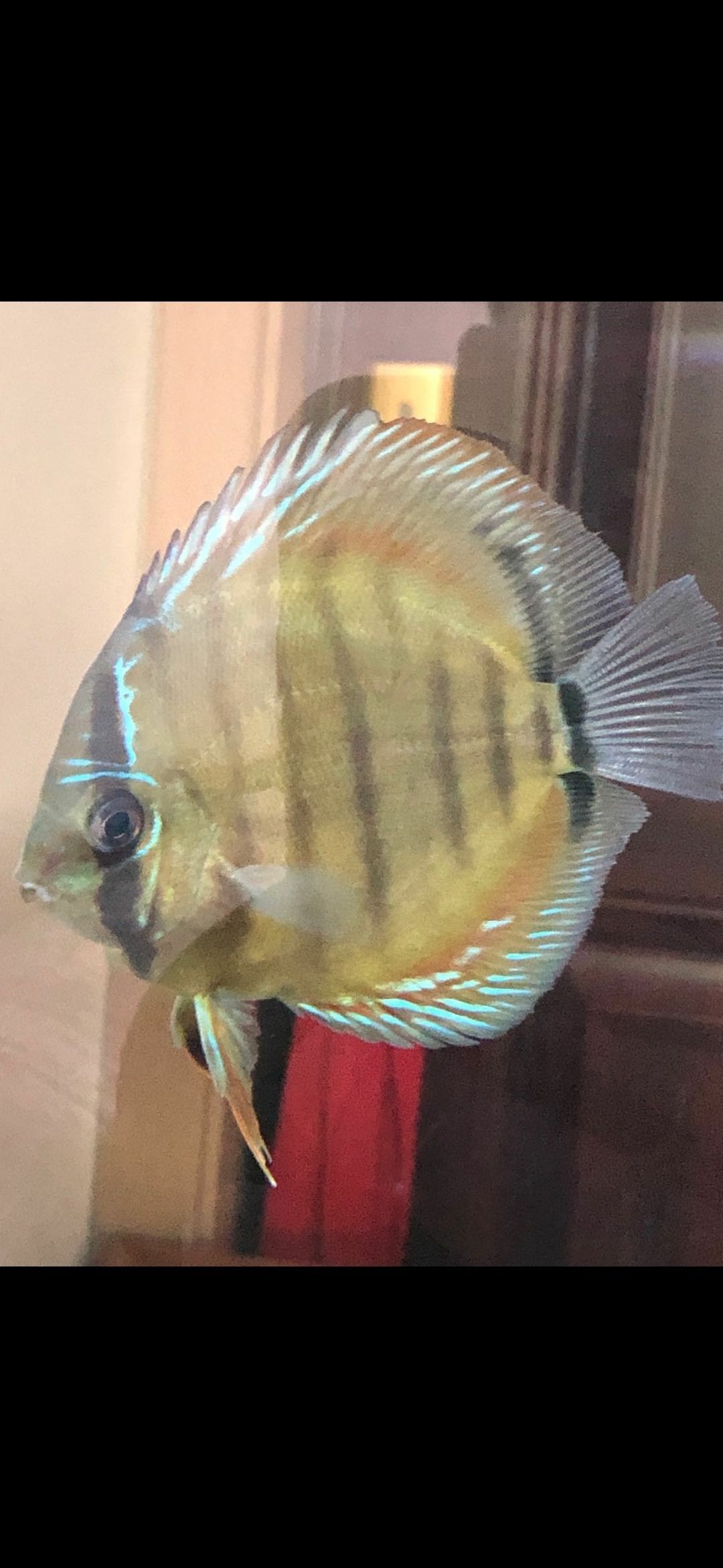 求助:大神們給看看是公母 求助:大神們給看看是公母 龍魚百科 第3張