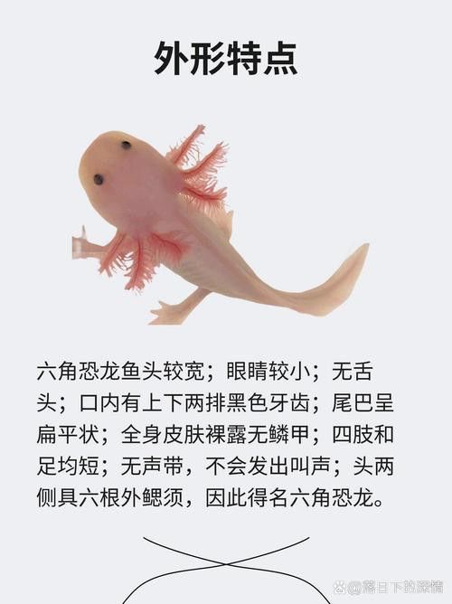 恐龍魚品種大全圖片