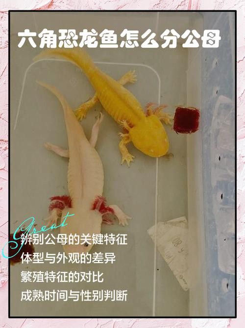 恐龍魚品種大全圖片
