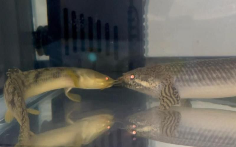 恐龍魚品種大全圖片