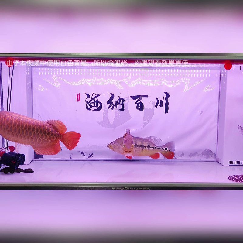 金龍魚專用燈可以用來植物光合作用嗎？