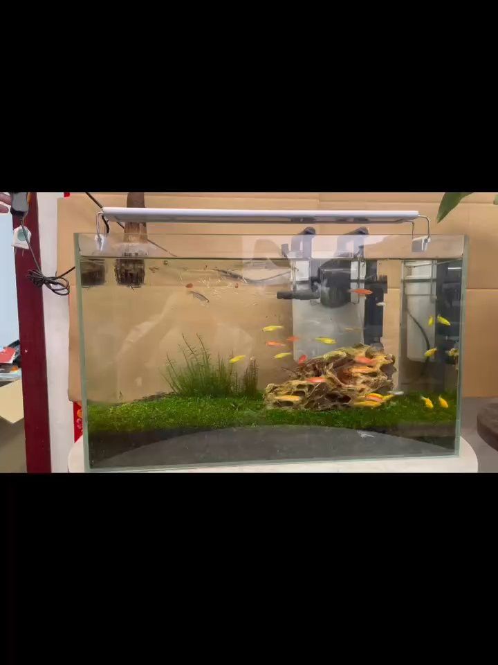 金龍魚專用燈可以用來植物光合作用嗎？