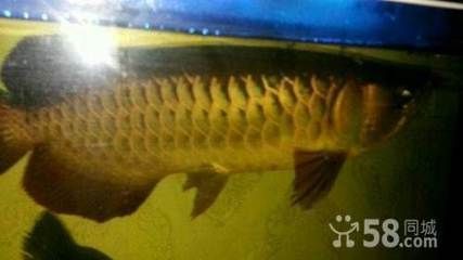 龍魚長到50公分要多久（龍魚長到50公分的時間因品種、飼養條件等因素而異）