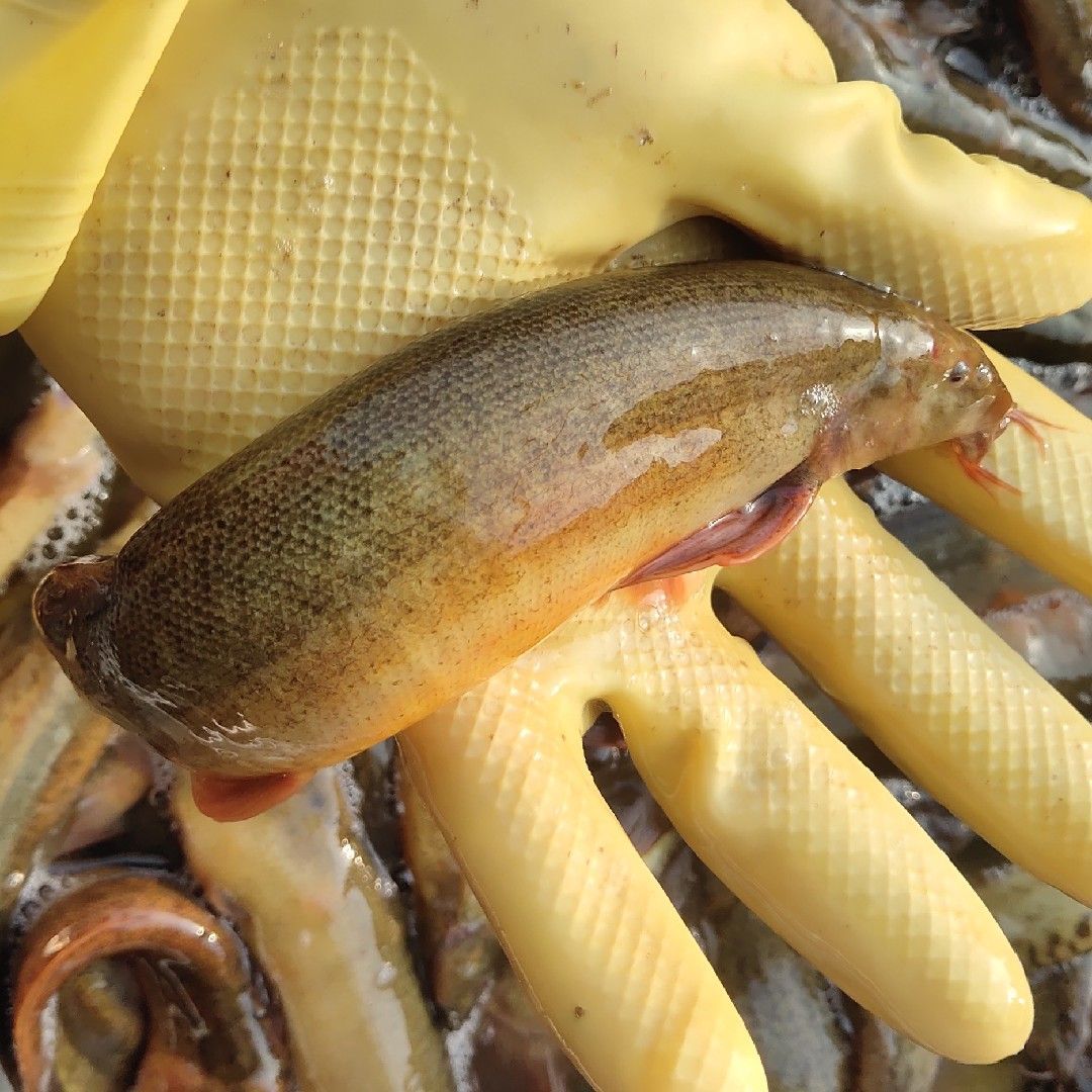 喂食龍魚(yú)冷凍魚(yú)好還是魚(yú)干好（喂食龍魚(yú)時(shí)，選擇冷凍魚(yú)還是魚(yú)干）