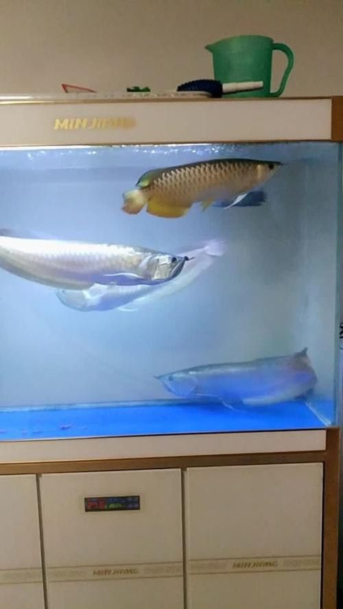 金龍魚銀龍魚能混養(yǎng)嗎圖片