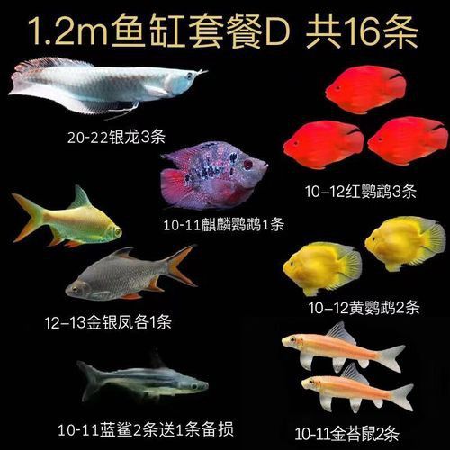金龍魚銀龍魚能混養(yǎng)嗎圖片
