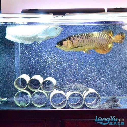金龍魚銀龍魚能混養(yǎng)嗎圖片