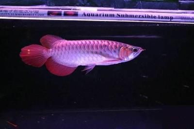 25度養龍魚：養龍魚時溫度控制至關重要，適宜的溫度可以保證龍魚健康成長