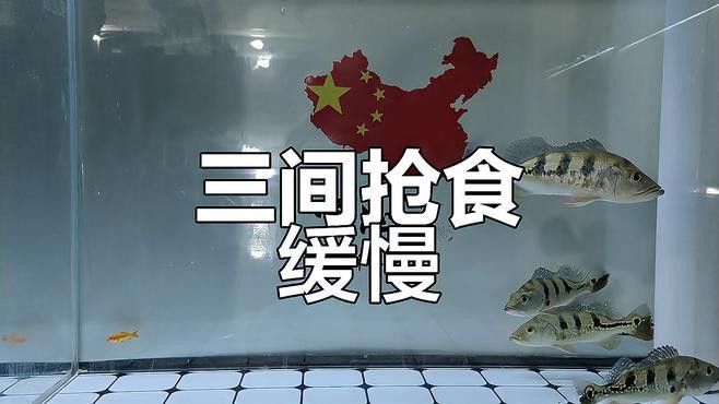 皇冠魚可以和龍魚虎魚混養嗎圖片對比