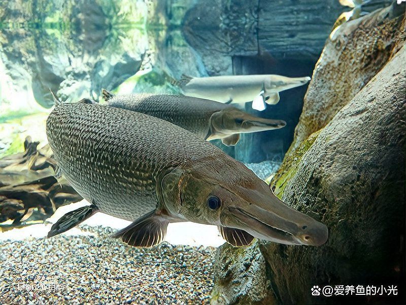 皇冠魚(yú)可以和龍魚(yú)虎魚(yú)混養(yǎng)嗎圖片對(duì)比