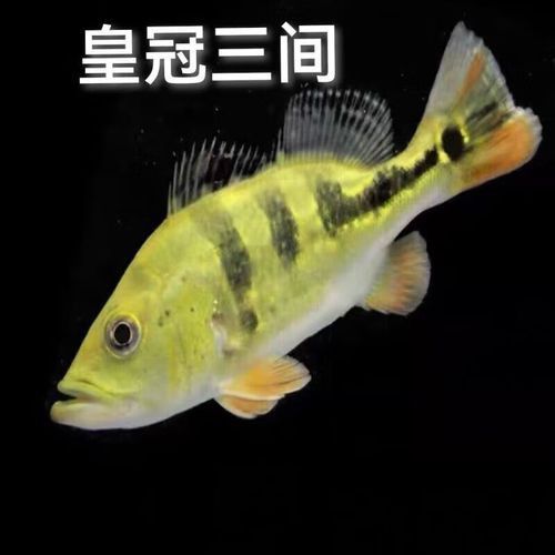 皇冠魚(yú)可以和龍魚(yú)虎魚(yú)混養(yǎng)嗎圖片對(duì)比