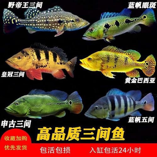 皇冠魚(yú)可以和龍魚(yú)虎魚(yú)混養(yǎng)嗎圖片對(duì)比