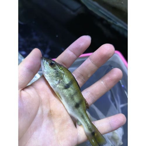 皇冠魚(yú)可以和龍魚(yú)虎魚(yú)混養(yǎng)嗎圖片對(duì)比