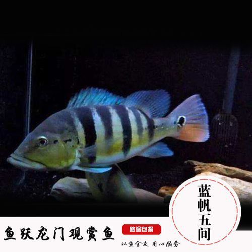 皇冠魚(yú)可以和龍魚(yú)虎魚(yú)混養(yǎng)嗎圖片對(duì)比