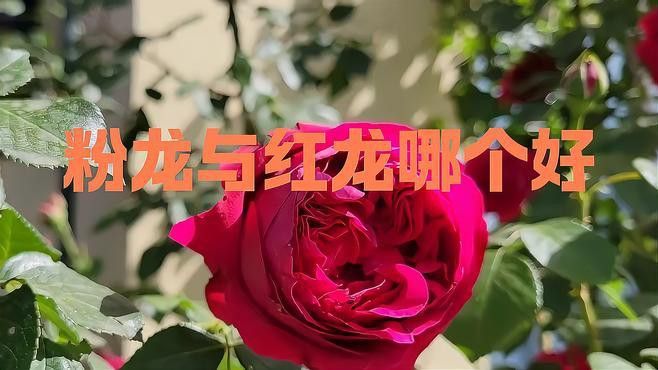 如何區分粉龍和紅龍的幼苗？