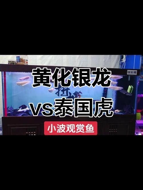 銀龍魚和虎魚能混養嗎圖片欣賞大全 龍魚百科 第13張 銀龍魚和虎魚能混養嗎圖片欣賞大全 銀龍魚和虎魚能混養嗎圖片欣賞大全 龍魚百科 第13張