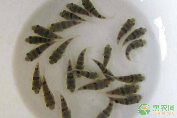 魚苗喂食頻率與量：魚苗喂食頻率和量是確保它們健康成長的關(guān)鍵是正確的喂養(yǎng)方法 魚苗喂食頻率與量：魚苗喂食頻率和量是確保它們健康成長的關(guān)鍵是正確的喂養(yǎng)方法 龍魚百科 第4張