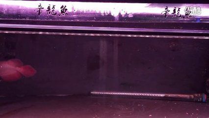 紅龍魚福龍王（傳說中的福龍王）