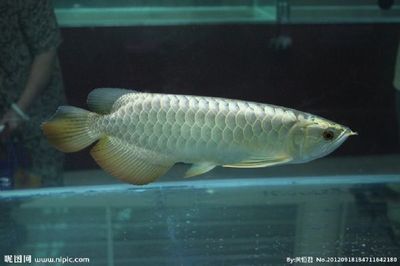 金龍魚用白缸還是黑缸（金龍魚成年后的飼養技巧） 金龍魚用白缸還是黑缸（金龍魚成年后的飼養技巧） 龍魚百科 第4張