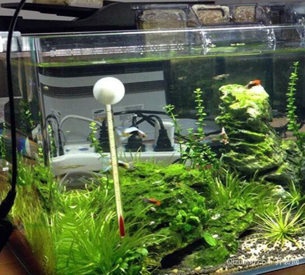 金魚死了是擋災嗎