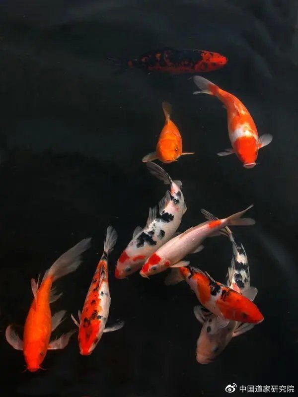 金魚死了是擋災嗎