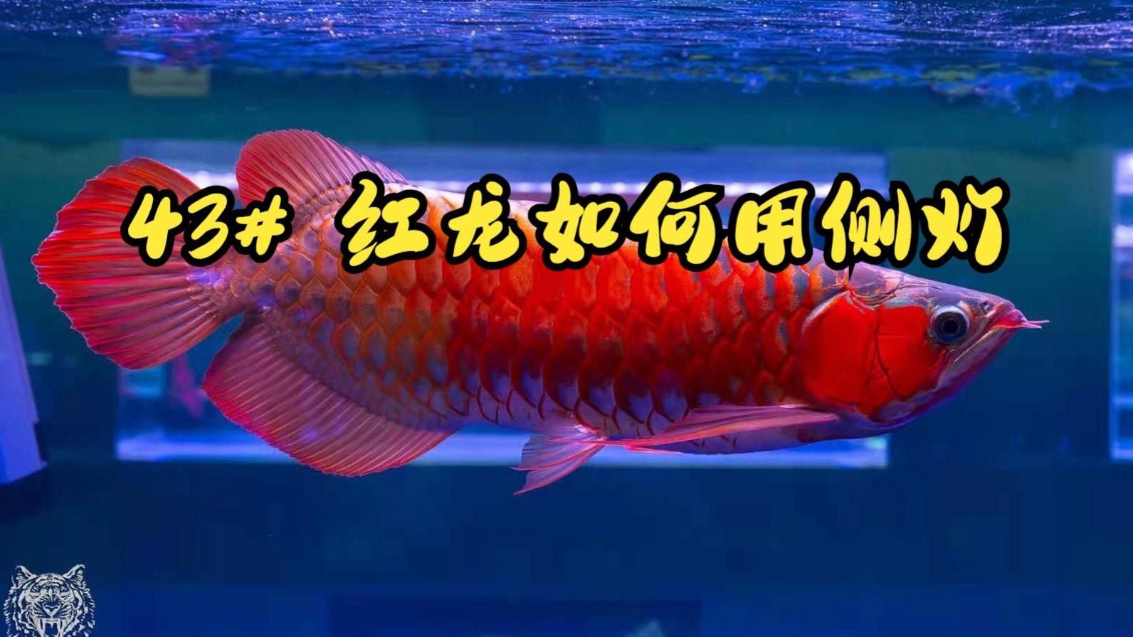 如何設置血紅龍魚缸的照明？ 如何設置血紅龍魚缸的照明？ 龍魚百科 第6張