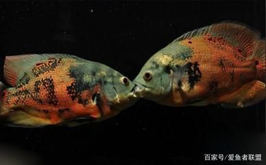 地圖魚和龍魚搶食：地圖魚和龍魚可以一起混養(yǎng)但是需要注意一些事項(xiàng)