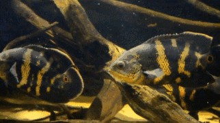 地圖魚和龍魚搶食：地圖魚和龍魚可以一起混養(yǎng)但是需要注意一些事項(xiàng)