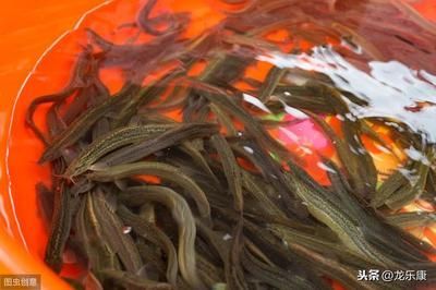 怎么給龍魚補充維生素（如何給龍魚補充維生素）
