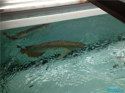 龍魚飼養綠水處理技術：上海巷美農業科技有限公司309號艾倫瓦娜龍魚基地綠水處理方法