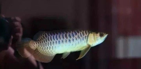 金龍魚怎樣發色快：金龍魚發色快的方法 金龍魚怎樣發色快：金龍魚發色快的方法 龍魚百科 第4張