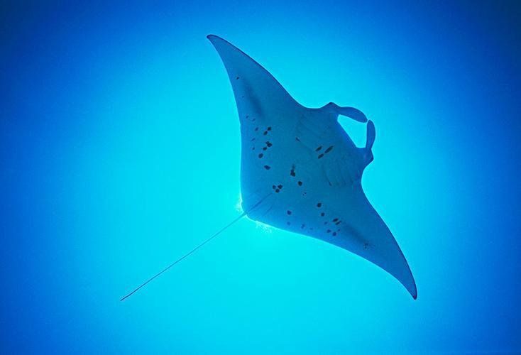 魔鬼魚的學名怎么讀