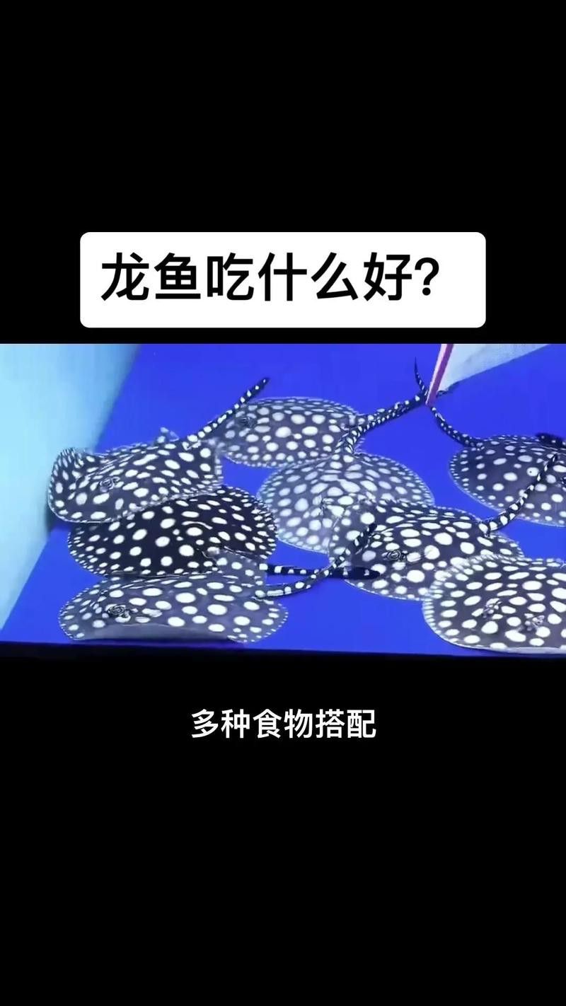 新入缸龍魚喂多少合適? 龍魚百科 第3張 新入缸龍魚喂多少合適? 新入缸龍魚喂多少合適? 龍魚百科 第3張