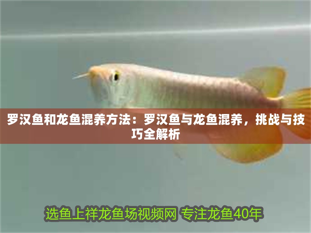 羅漢魚和龍魚混養方法：羅漢魚與龍魚混養，挑戰與技巧全解析