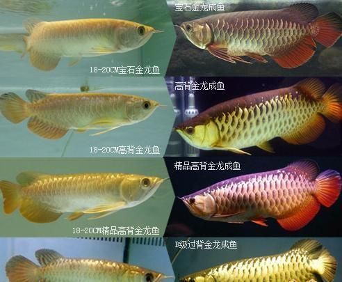白色的金龍魚叫什么名字：白色的金魚是什么樣子的