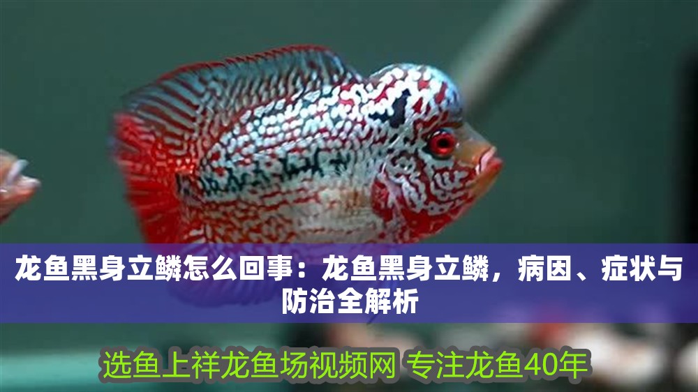 龍魚黑身立鱗怎么回事：龍魚黑身立鱗，病因、癥狀與防治全解析