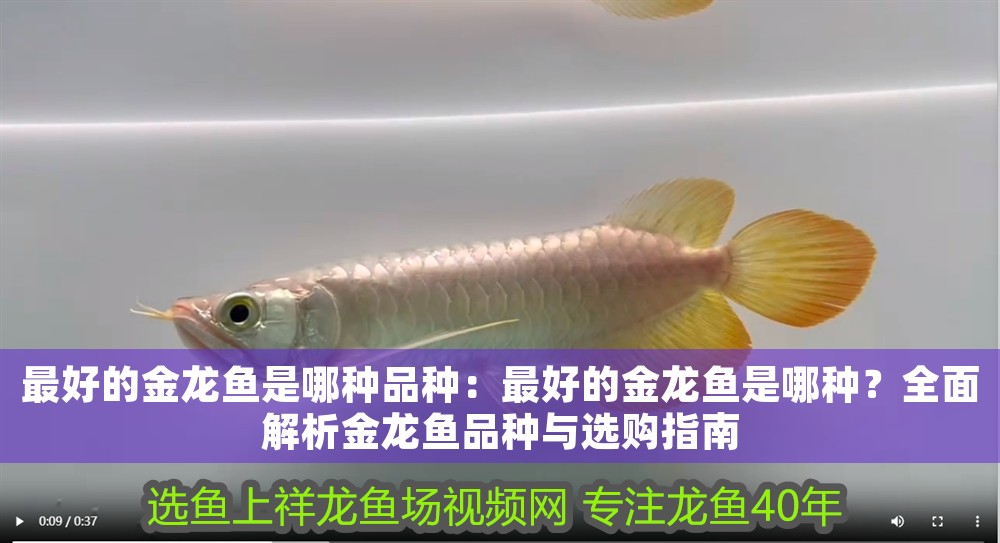 最好的金龍魚是哪種品種：最好的金龍魚是哪種？全面解析金龍魚品種與選購指南