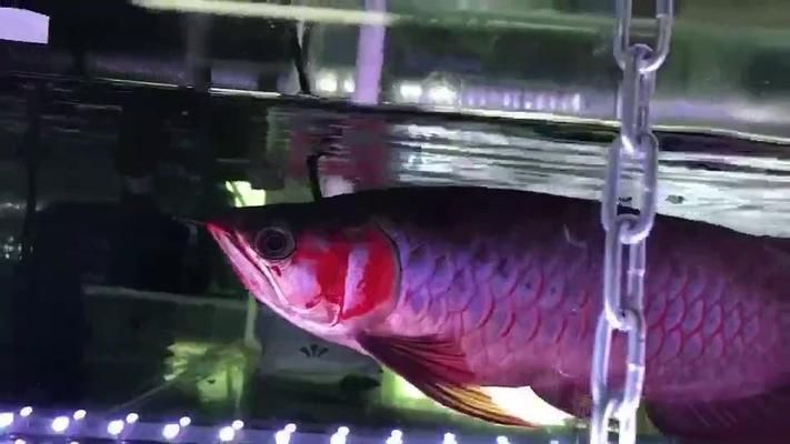 龍魚什么樣的叫麒麟：如何鑒別麒麟龍魚與紅龍魚的區(qū)別，麒麟龍魚與紅龍魚的區(qū)別