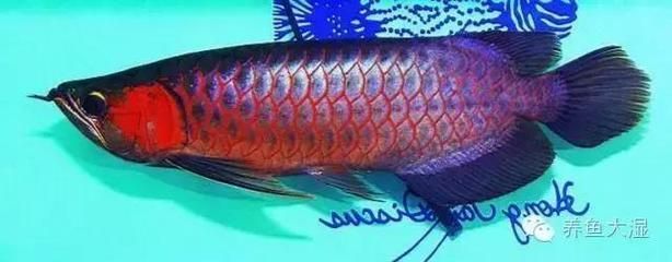龍魚什么樣的叫麒麟：如何鑒別麒麟龍魚與紅龍魚的區(qū)別，麒麟龍魚與紅龍魚的區(qū)別