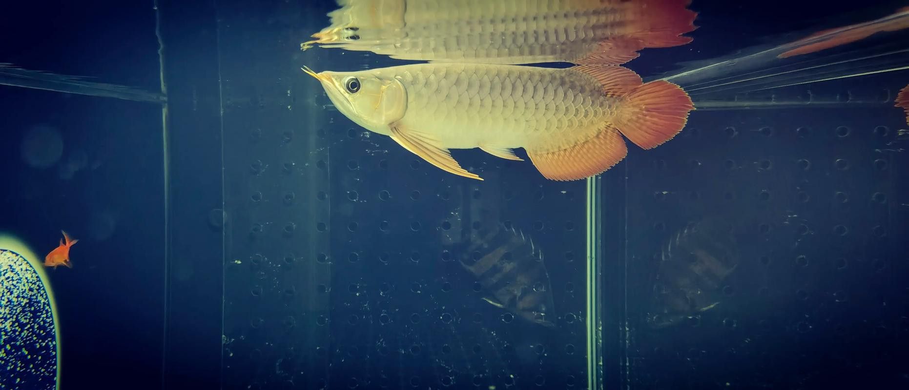 紅龍魚缸背景圖片 龍魚百科 第10張 紅龍魚缸背景圖片 紅龍魚缸背景圖片 龍魚百科 第10張