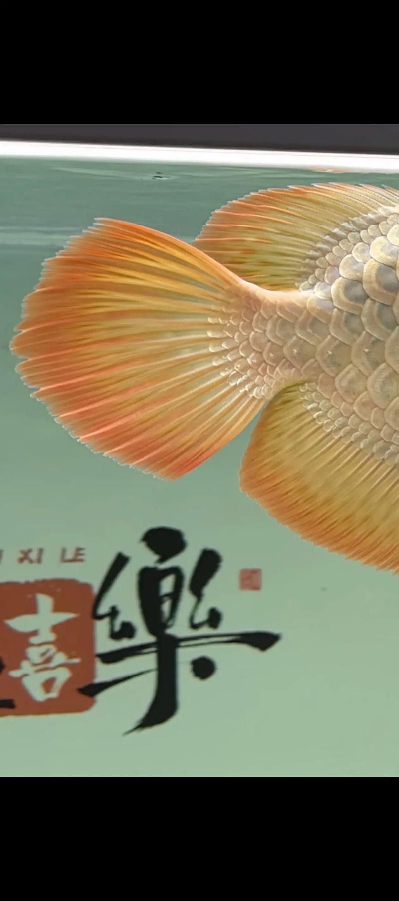 紅龍魚缸背景圖片 龍魚百科 第14張 紅龍魚缸背景圖片 紅龍魚缸背景圖片 龍魚百科 第14張