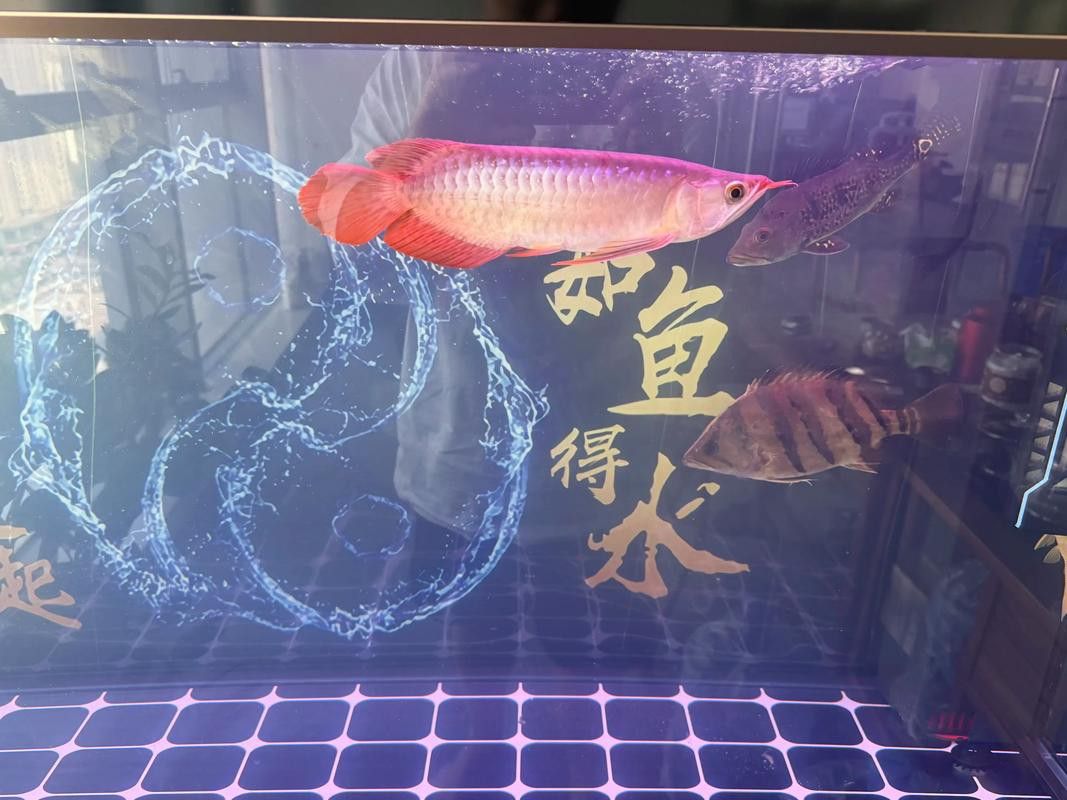 紅龍魚缸背景圖片 龍魚百科 第13張 紅龍魚缸背景圖片 紅龍魚缸背景圖片 龍魚百科 第13張