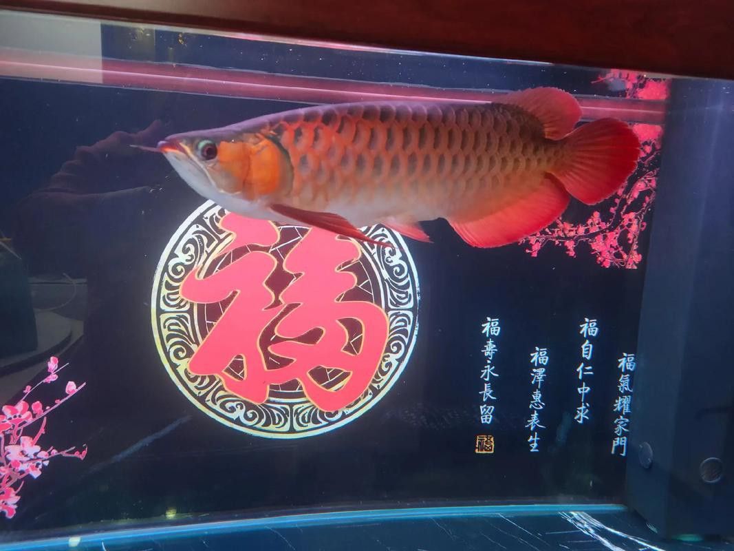 紅龍魚缸背景圖片 龍魚百科 第16張 紅龍魚缸背景圖片 紅龍魚缸背景圖片 龍魚百科 第16張