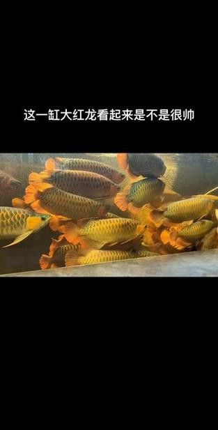 紅龍魚缸背景圖片 龍魚百科 第21張 紅龍魚缸背景圖片 紅龍魚缸背景圖片 龍魚百科 第21張