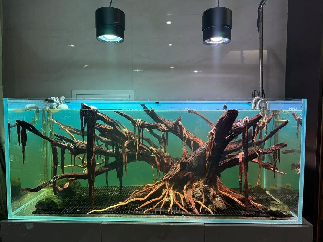 紅龍魚缸背景圖片 紅龍魚缸背景圖片 龍魚百科 第23張